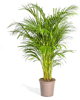Dypsis lutescens - Areca-palm - Guldpalm - 120-140cm - Ø24cm - Krukväxt - Vintergrön