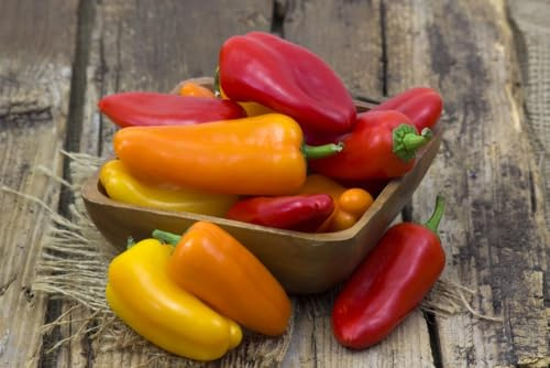 Süßer Spitzpaprika Paprikasamen Früchte bis 120 Gramm 10 Samen
