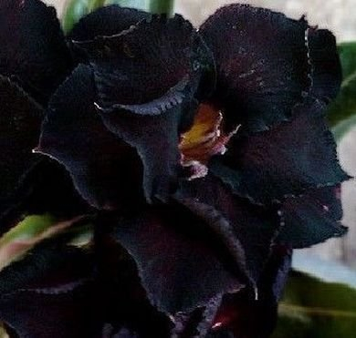 Adenium obesum Black Steel - Rose du désert - Faux baobab Black Steel - 3 graines
