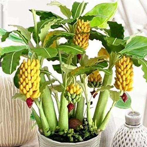 100 Pz Semi di Banano Nano Mini Bonsai Frutta Esotico Giardino di Casa Ufficio Semi di Piante per Piantare Giardino Semi Di Banane