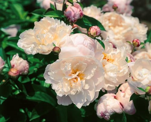 Paeonia lactiflora 'Lady Alexandra Duff' 11x11 cm Topf – Winterhart, Mehrjährig, Pflegeleicht – Pfingstrose – Staude für Beet & Rabatte