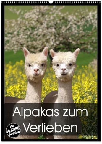 Alpakas zum Verlieben (Wandkalender 2026 DIN A2 hoch), CALVENDO Monatskalender: Alpakas - Tiere, in die man sich einfach verliebt (CALVENDO Tiere)