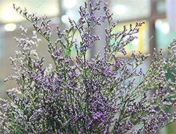 500 Seeds - Schöne Glockenblume Willow Peach Leaved Blauer Campanula persicifolia