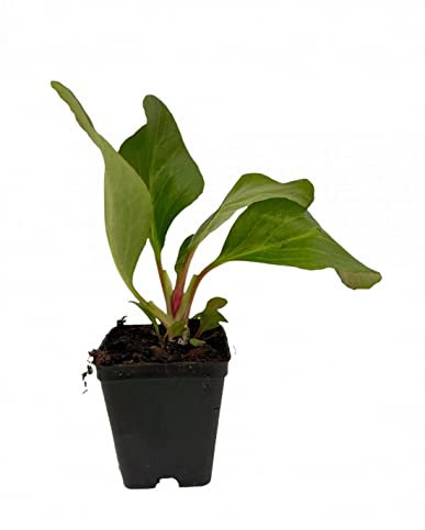 Pianta Bergenia Cordifolia - Dimensione Vaso Vaso 7cm