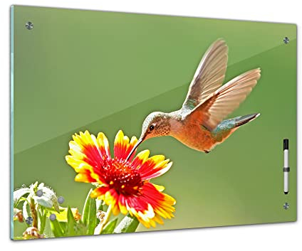 Bilderdepot24 Memoboard 60 x 40 cm | Tiere | Kolibri | abwaschbare Glas-Magnettafel mit Halterung Magneten Stift 1318