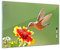 Bilderdepot24 Memoboard 60 x 40 cm | Tiere | Kolibri | abwaschbare Glas-Magnettafel mit Halterung Magneten Stift 1318