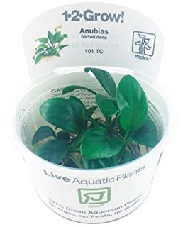 Anubias barteri nana - In-Vitro - Plantas para acuarios