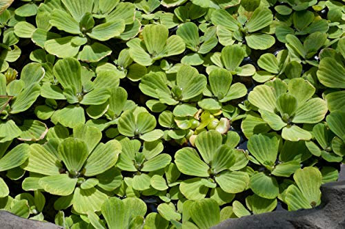 Pistia stratiotes x5 - Flottant en Direct Bassin Plante