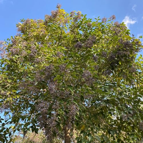 semillas de aligustre arbustivo - Decoración de jardín para exteriores, setos y arbustos, aligustre lucidum semillas de plantas, arbustos de hoja perenne cubierta vegetal perenne 130pcs