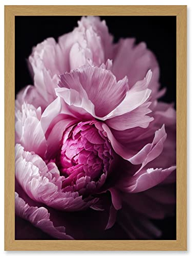 Doppelganger33 LTD Pink Peony Blooming Petals Macro Photograph Artwork Framed Wall Art Print A4