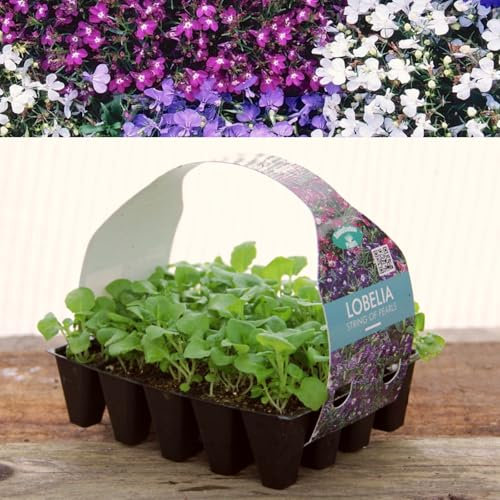 Plug Plants Lobelia String of Pearls Mix - 20 Plants Per Tray - Ready to Grow On Bedding Plugs - Summer Flowering Ideal for Containers, Patio Pots and Beds or Borders - 3 Packs