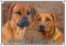 Petsigns Rhodesian Ridgeback - Hundeschild - Warnschild - massives Metallschild, DIN A5