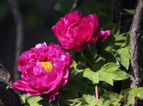 Frische Baum-Pfingstrose 5 Samen Paeonia suffruticosa Zierstrauch-Rosen-Blumen