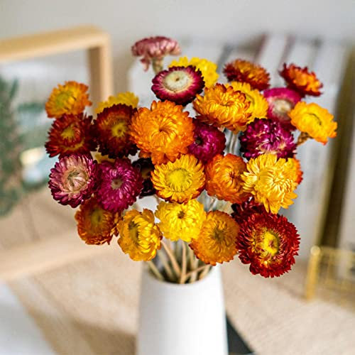 Natural Dried Daisy Flowers Bouquet - 20 Pcs Multicolor Daisies Dried Sunflowers Chrysanthemum, Dry Flower Arrangements for Wedding, Farmhouse Table Vase Decor, Home Office Party Decoration