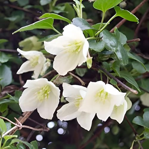 Plant Theory 60cm Cane Clematis Cirrhosa Jingle Bells Yellow Flowering Vine Climbing Plant 3L Pot