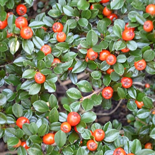 6x Teppichmispel Radicans 'Eichholz' - Cotoneaster radicans 'Eichholz' - Topf 9x9cm