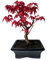 Bonsai DE - Bonsai baum Japanischer Fächerahorn - Acer (Ahorn) bonsai bäume/Japanische Ahorne/baum ist 25-30 cm hoch (Deshojo P15)