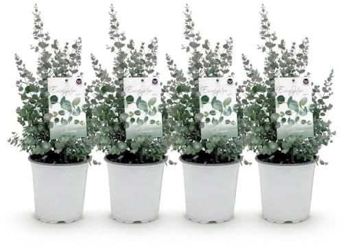GreenboutiQ - Terrassenpflanze - Eukalyptusbaum - Eucalyptus gunni - Grau - 4 Pflanzen - Winterhart - Topf 17cm Höhe 40cm