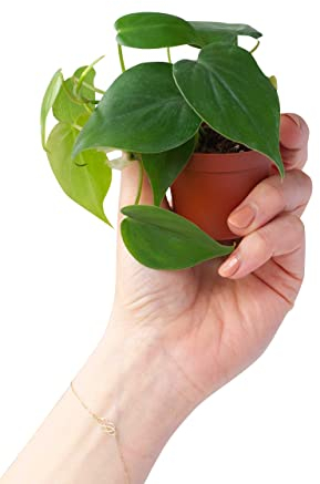Baby Philodendron Scandens