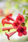 Campsis radicans 'Fire Trumpet' 80-100 cm - Trompetenblume, leuchtend rote Blüten, Blütezeit Juli-September, ideal für Klettergerüste, bienenfreundlich, winterhart