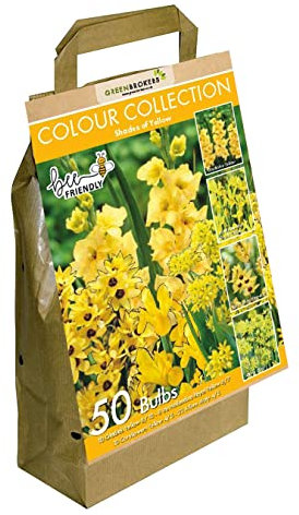 50 Yellow Summer Flowering Bulbs Mixed Varieties | Bee & Butterfly Friendly | Eco Packaging | Premium Quality Dutch Bulbs | Plant Now Ready to Bloom in Summer