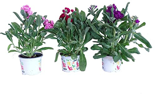 Alhelí Pack de 3 Plantas Naturales con Flores de Alelí Plantas Vivaces