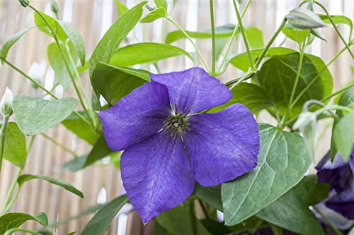 Clematis Hybride 'Jackmanii' 5L 100-150 Waldrebe 'Jackmanii',winterhart, deutsche Baumschulqualität, im Topf für optimales anwachsen