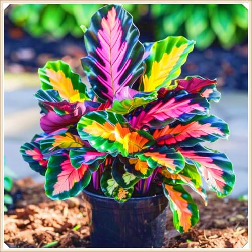 Rapid Growth Hostas Plants UK Garden Flowers Wedding Flowers-4Bulbs-d