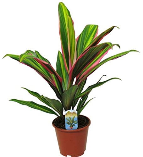 Cordyline fruticosa Kiwi - Good Luck Plant - Indoor Houseplant for Home or Office - Potted Tropical Plants, Air Purifying for Small and Large Spaces with Vibrant Foliage Leaves (30-40cm Incl. Pot)