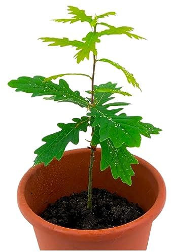 Pianta grassa succulenta da Esterno Interno con Vaso (ALBERO DI QUERCIA)