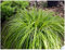 1 x Carex oshimensis 'JS Greenwell' im 1 Liter Topf (Ziergras/Gräser/Winterhart/Mehrjährig/Immergrün/Bodendecker) Grüne Japan Segge - Struktur und Farbe für stilvolle Beete - von Stauden Gänge