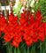 Sumpf frisch 100 Stück Gladiolen Blumensamen zum Pflanzen von Rot 2