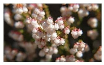 Stk - 10x Erica formosa Heidekraut Zimmer Garten Pflanzen - Samen B1430 - Seeds & Plants Shop by Ipsa