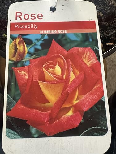 GARTHWAITE NURSERIES® : - Piccadilly Climbing Rose Plant, 2 Litre Pot, Red-Orange Blooms, Perennial