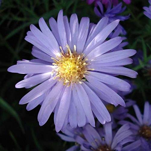 6 x Kissen Aster 'Lady In Blue' - Aster Dumosus 'Lady In Blue' Topf 9x9cm: Blaue Blüten, niedriger Wuchs, ideal für Steingärten.
