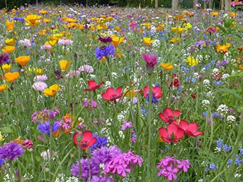 Blumenwiese mit 65 Wildkräuterarten, fünfjährige Bienenweide, insektenfreundliche Blühwiese, Garten wilde mehrjährige winterharte Samenmischung für Bienen Hummeln und Schmetterlinge, Blumenwiesen