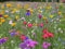 Blumenwiese mit 65 Wildkräuterarten, fünfjährige Bienenweide, insektenfreundliche Blühwiese, Garten wilde mehrjährige winterharte Samenmischung für Bienen Hummeln und Schmetterlinge, Blumenwiesen