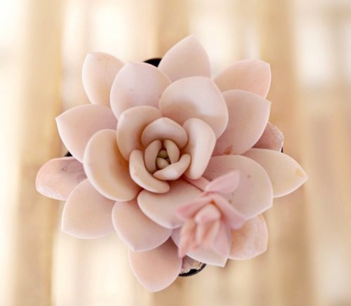 Echeveria laui 10 semillas suculentas Rare