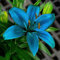 Lilium martagon zwiebeln,Winterharte mehrjährig,lilien Deko,lilie riesen,lilien zwiebeln Forever susan,Lilien im topf,Lilie,duft lilien,lilien knollen,lilien zwiebeln winterhart.-6 zwiebeln-E