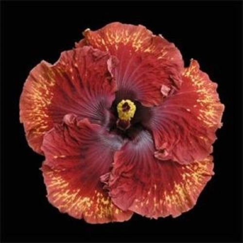 10 Rare Semi Red Orange Hibiscus Giant Dinner Plate Flower Garden Hardy Exotic