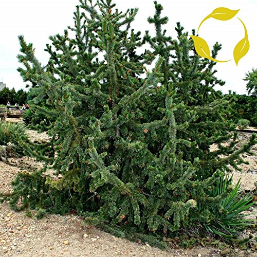 SEMI pini in Pinus aristata