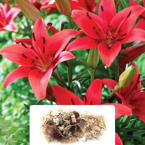 Pack of 2 Lilium Asiatic Red Bulbs - Brilliant Spring Blooms for Gardens - Vibrant Red Flowers, Perennial Charm for Your Landscape – Cultivated for UK Climate Conditions