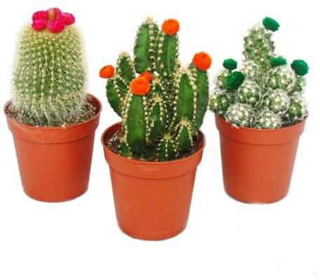 Exotenherz - Kakteen-Set - 3 verschiedene Pflanzen im 5,5cm Topf mit bunten Strohblüten
