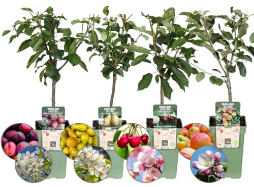 Plants by Frank | Biologische Obstbäume 4-er set | Apfel, Birnen, Kirschen & Pflaumen | 20 cm Ø | 60 cm ↨ | Obstbaum | Bio Obst | Obstpflanzen | Obstbäume | Gartenpflanzen