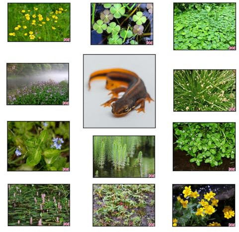 Lincolnshire Pond Plants Ltd Crested Newt Marginal 8 Pack (Bareroot)