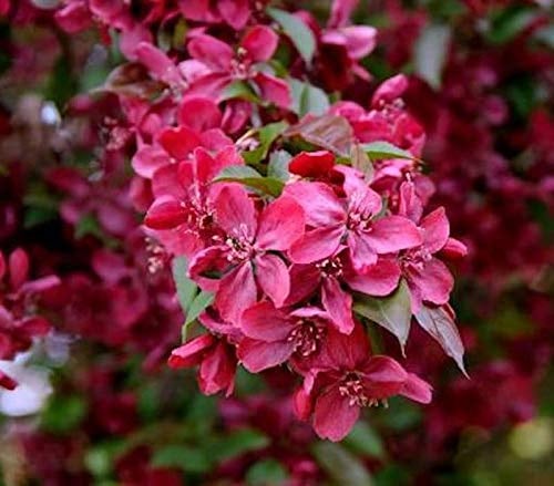 Zier Apfelbaum Royalty 60-80cm - Malus Royalty - lebende Gartenpflanze aus den Baumschulen