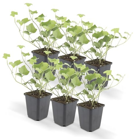 Bodendecker - Irischer Efeu - Hedera hibernica - 9cm Topf - Set mit 6 Pflanzen
