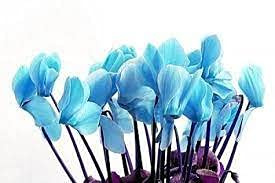 Graines De Fleurs Bleues De Cyclamen Ensemble De 100 Pièces