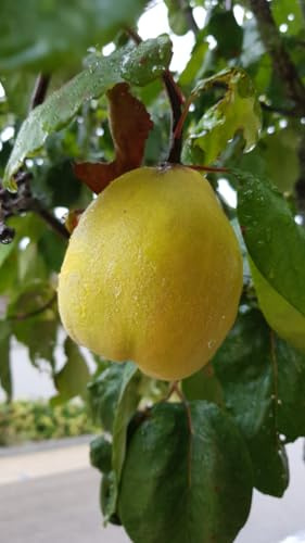 Cydonia oblonga/Cognassier commun/Conteneur de 2 à 2.9 litres/Fruitier