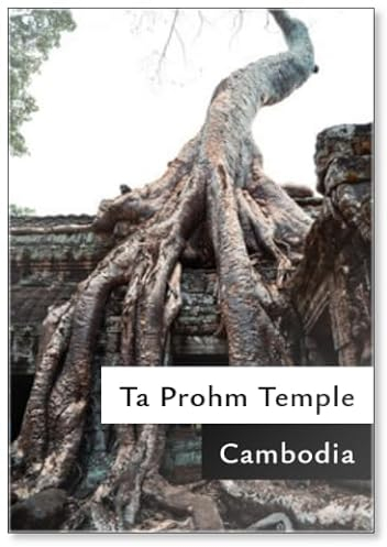 Ta Prohm Tomb Raider Temple in Angkor Complex Cambodia, Fridge Magnet